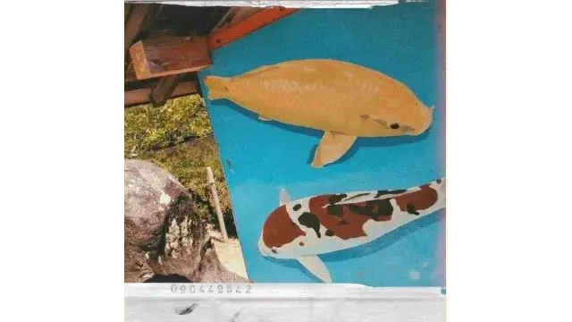 20241203_stream